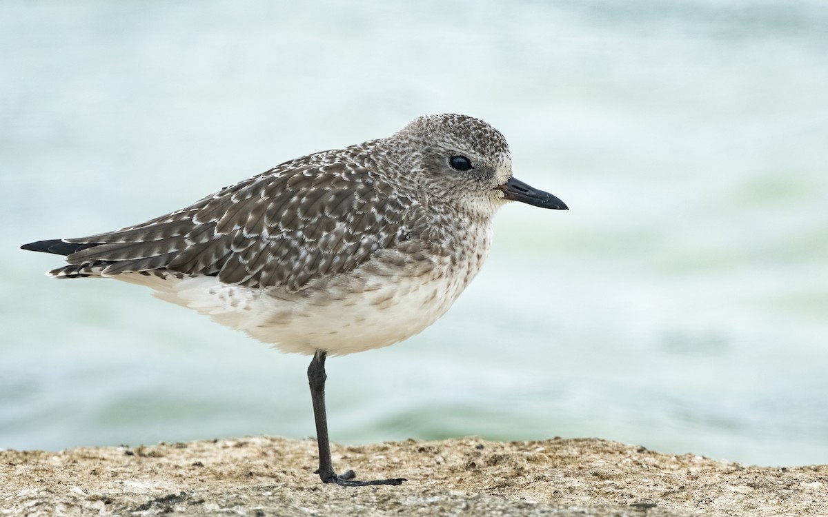 Black-bellied Plover - Tim White