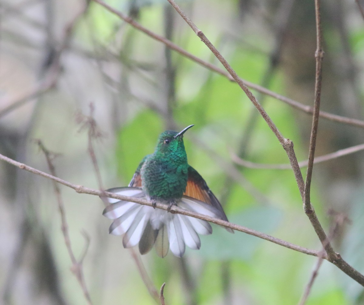 White-tailed Hummingbird - ML414003591