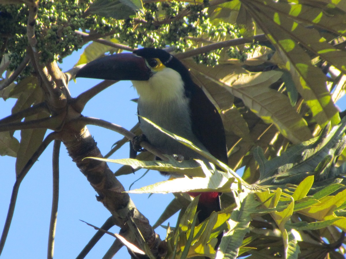 Toucan à bec noir - ML41400371