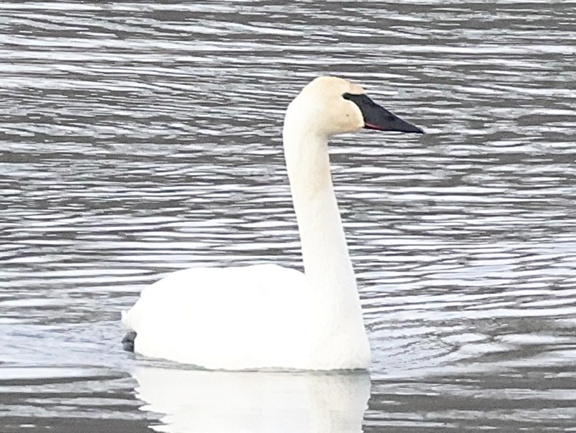 Trumpeter Swan - Glenn Wilson