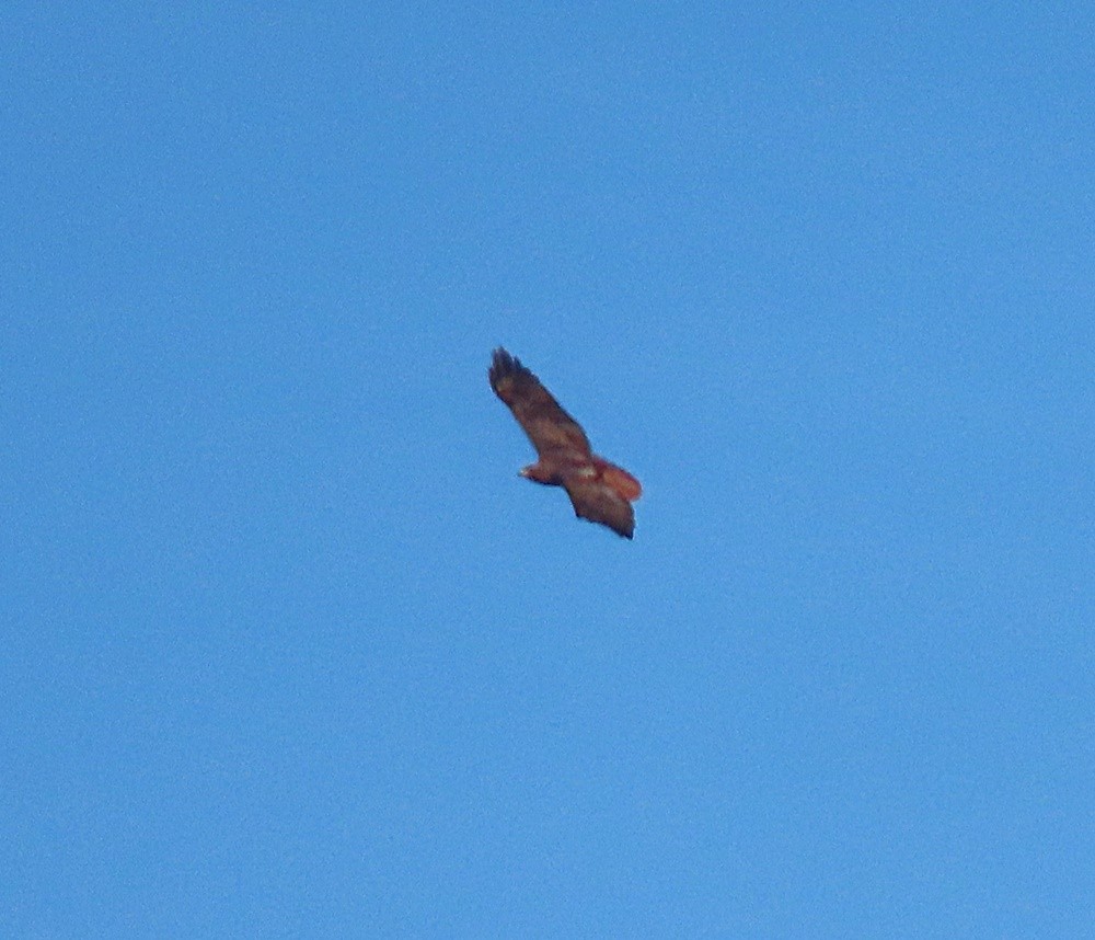 Red-tailed Hawk - ML414004491