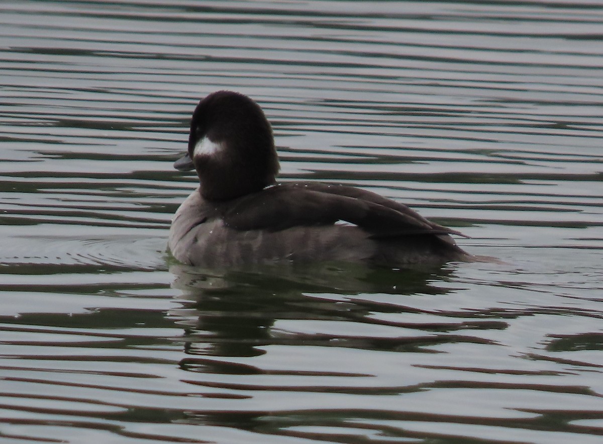 Bufflehead - ML414004741