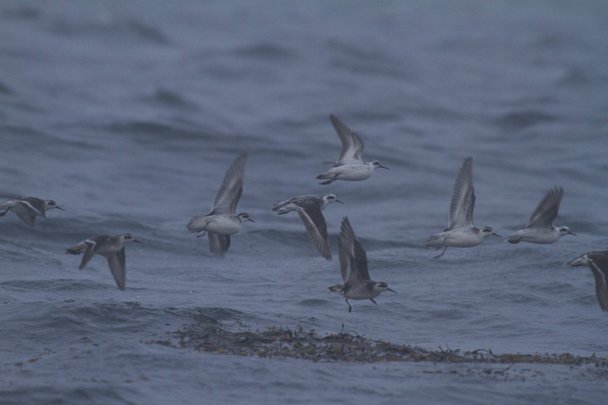 Red-necked Phalarope - ML41401031