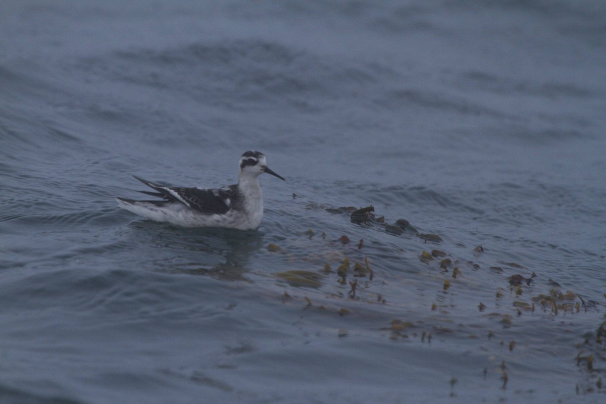 Red-necked Phalarope - ML41401061