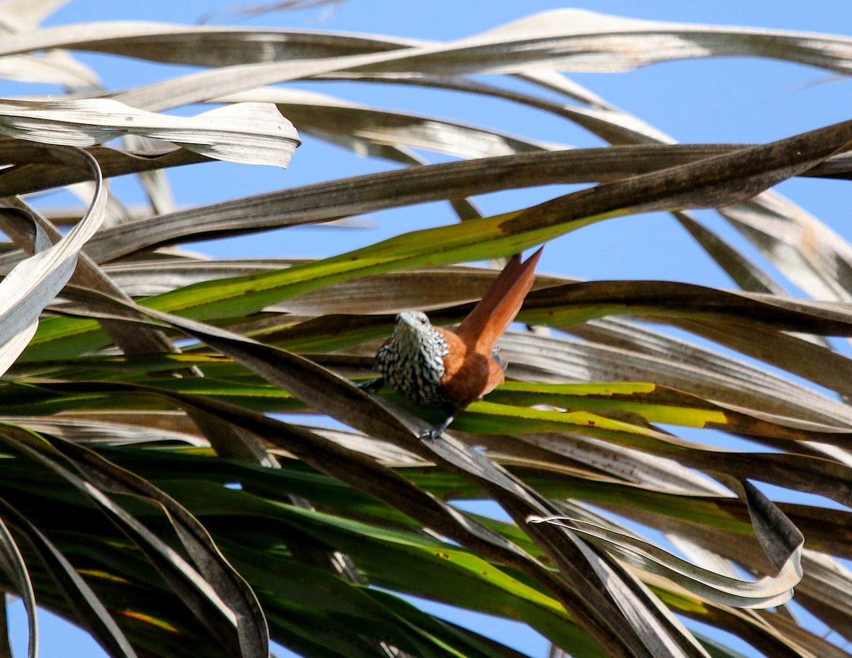 Point-tailed Palmcreeper - ML414011171