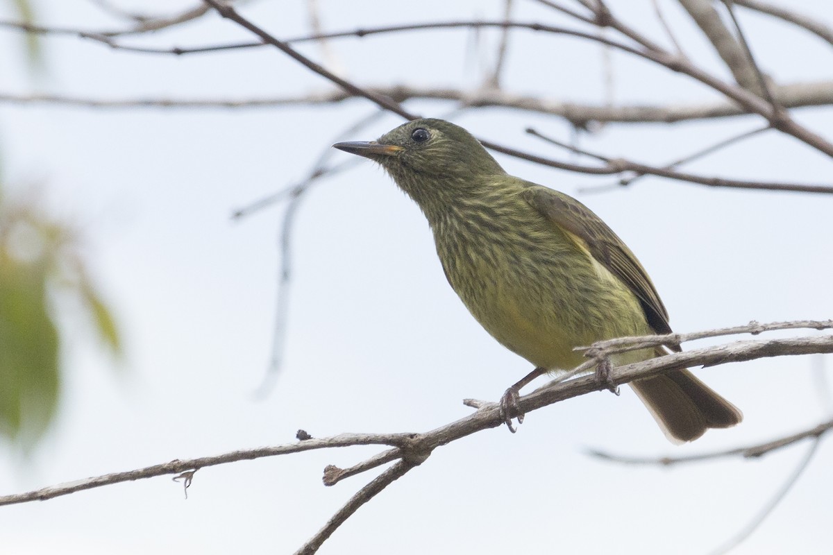 Olive-striped Flycatcher - ML414011421