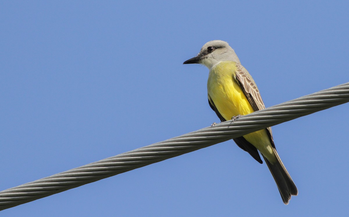 Couch's Kingbird - ML41401461