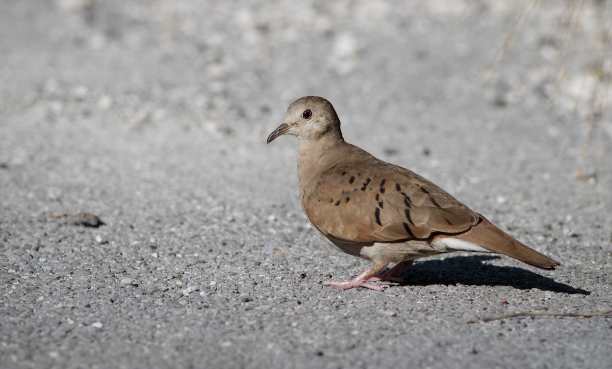 Ruddy Ground Dove - ML41401581