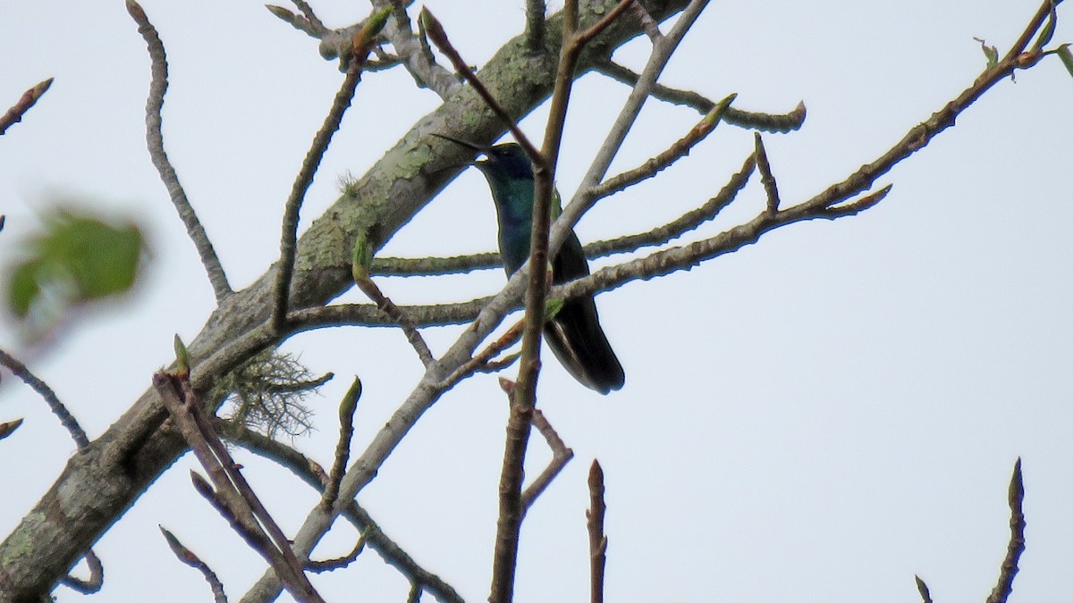 Mexiko-Veilchenohrkolibri - ML414015921