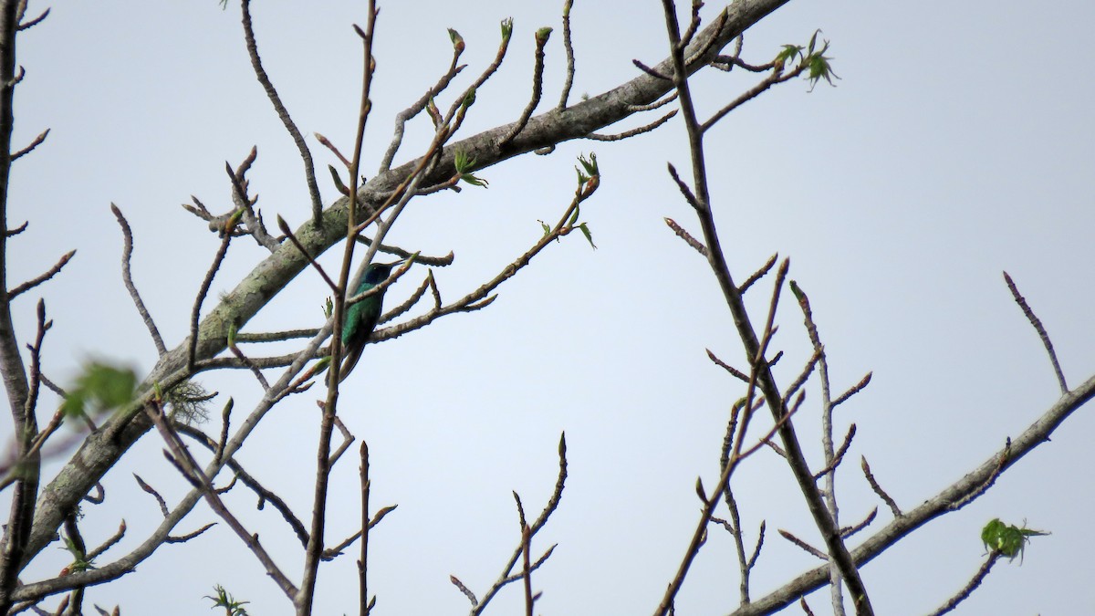 kolibřík zelený - ML414015941