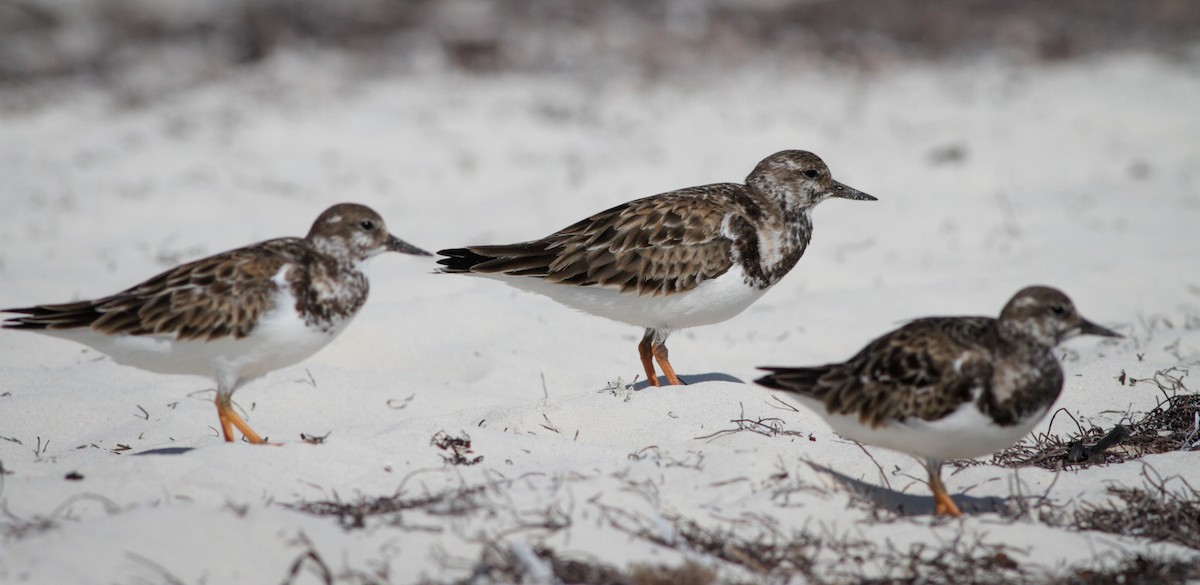 Ruddy Turnstone - ML41401671