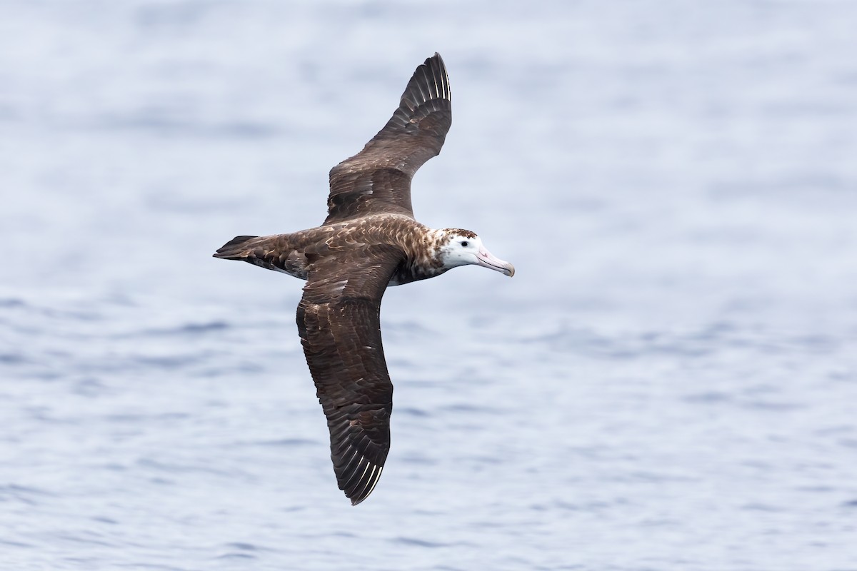 Amsterdam Albatross - ML414016771