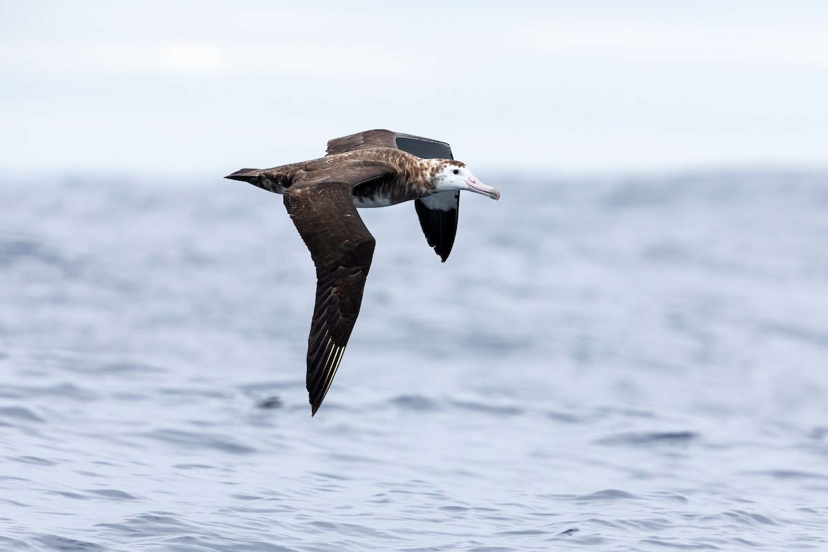 Amsterdam Albatross - JJ Harrison