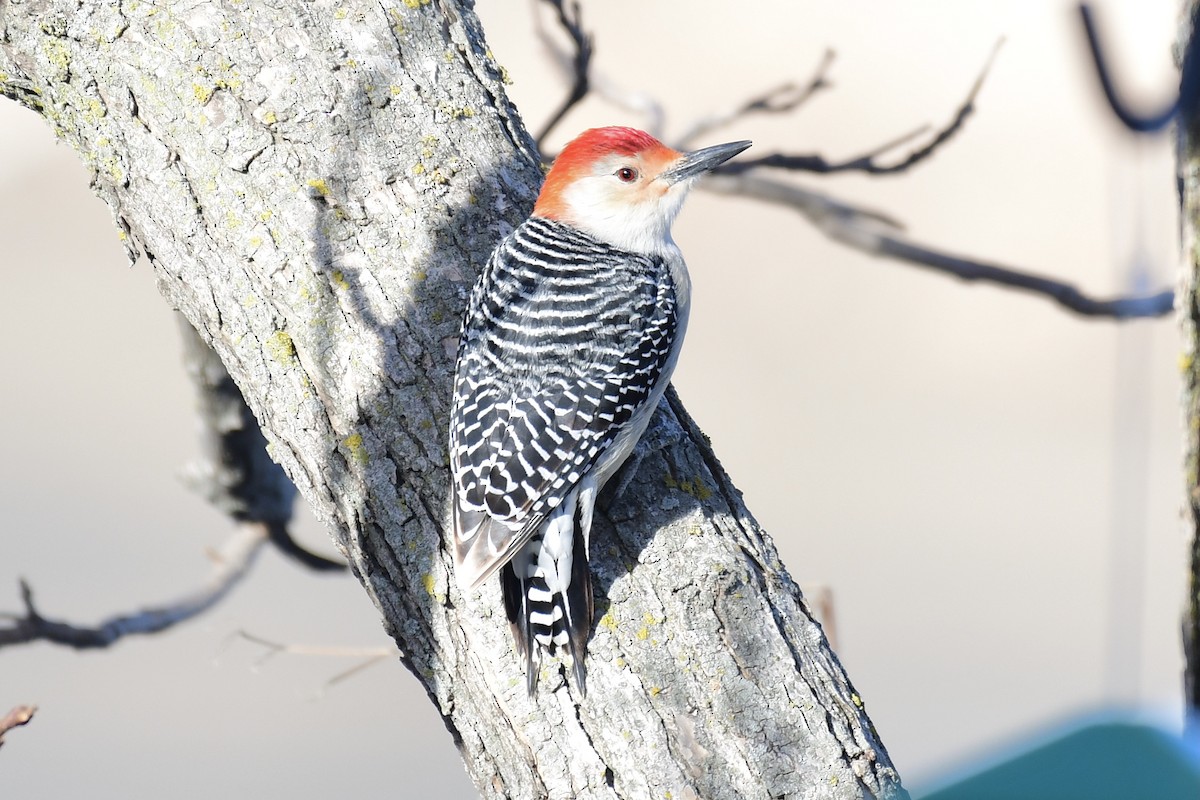 Red-bellied Woodpecker - Dennis Kruse