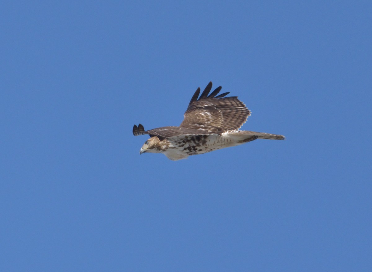 Red-tailed Hawk (borealis) - ML414018141