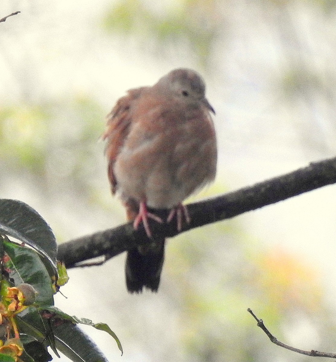 Ruddy Ground Dove - Jorge La Rotta