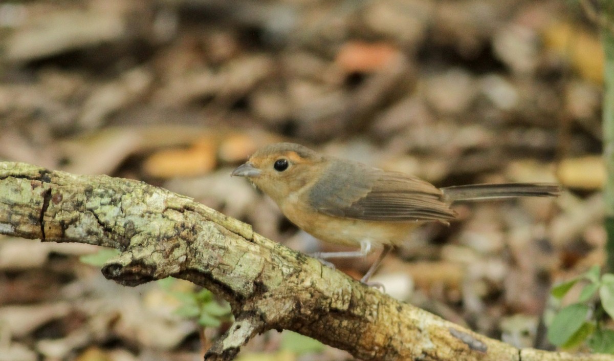 Gray-throated Chat - Ian Davies