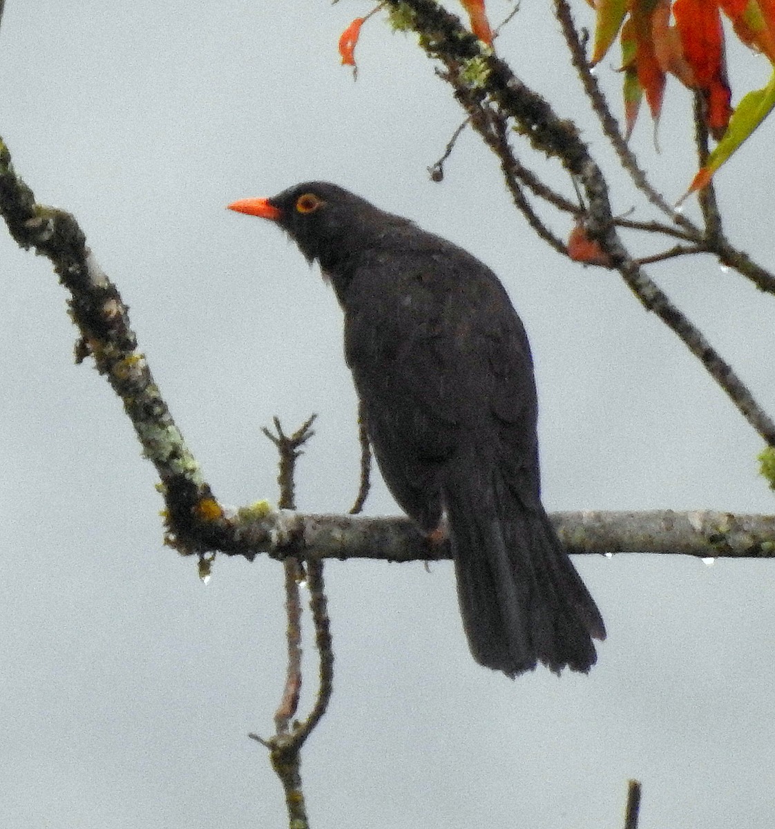 Great Thrush - Jorge La Rotta