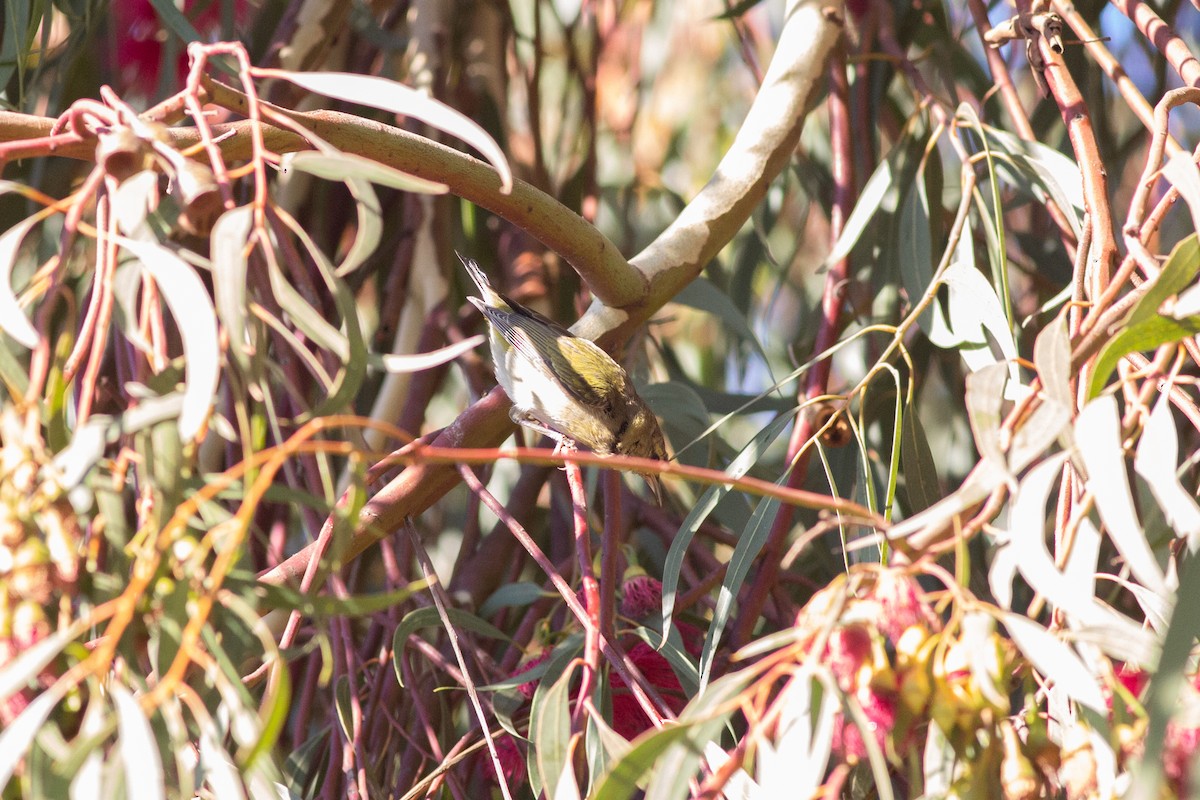 Tennessee Warbler - Nathan French