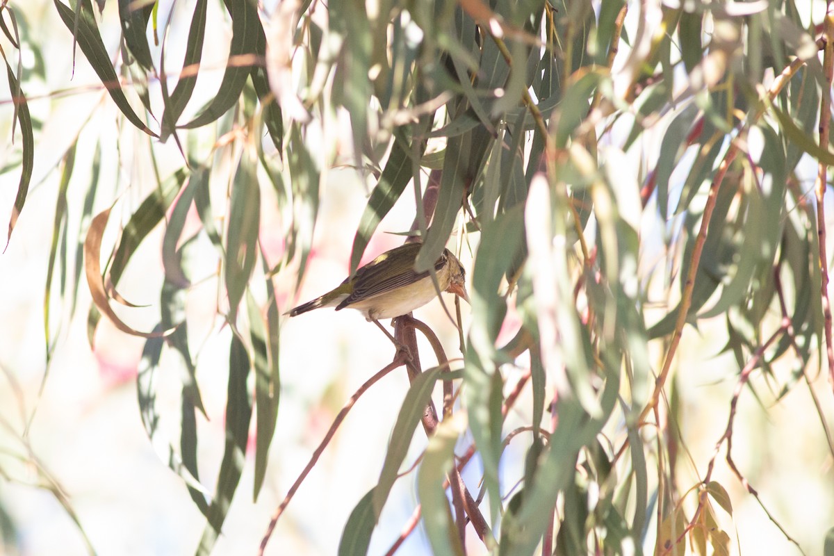 Tennessee Warbler - Nathan French