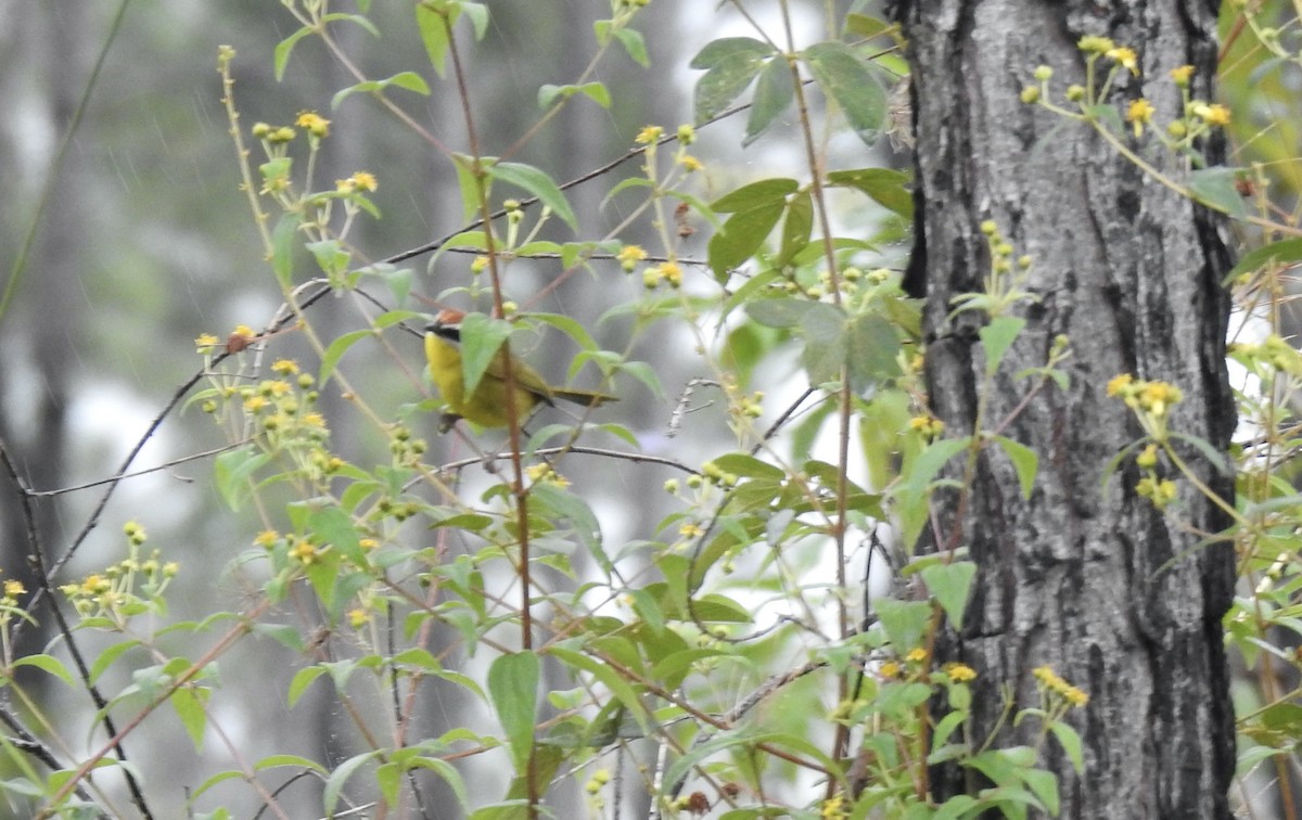 Rufous-capped Warbler - ML414022441