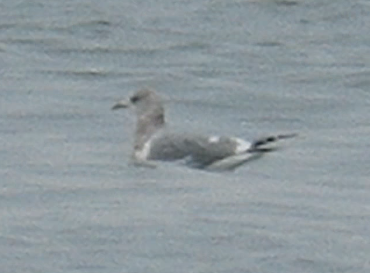 Short-billed Gull - ML414022801