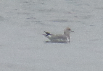 Short-billed Gull - ML414022811