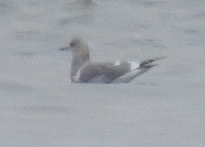 Short-billed Gull - ML414022821