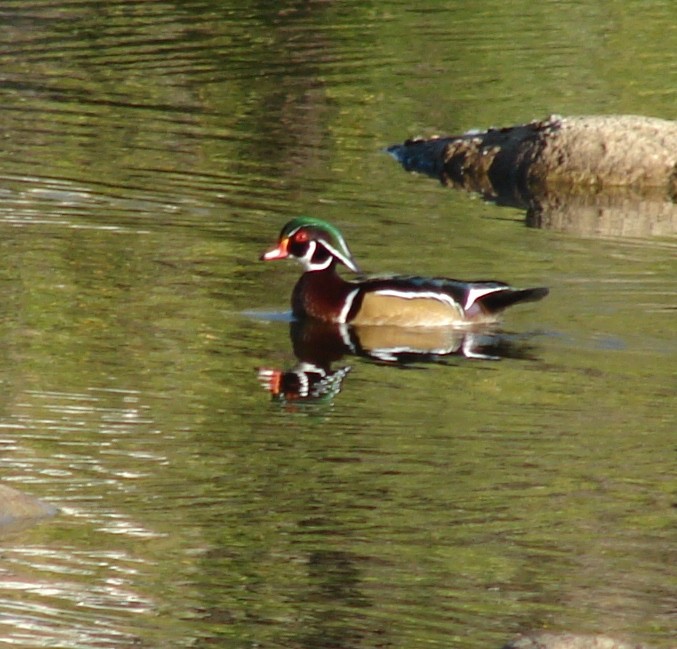 Wood Duck - ML41402341