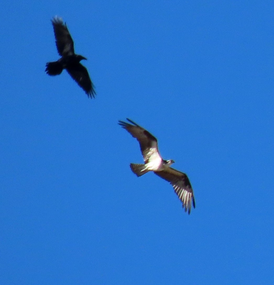 Falco pescatore - ML414023791