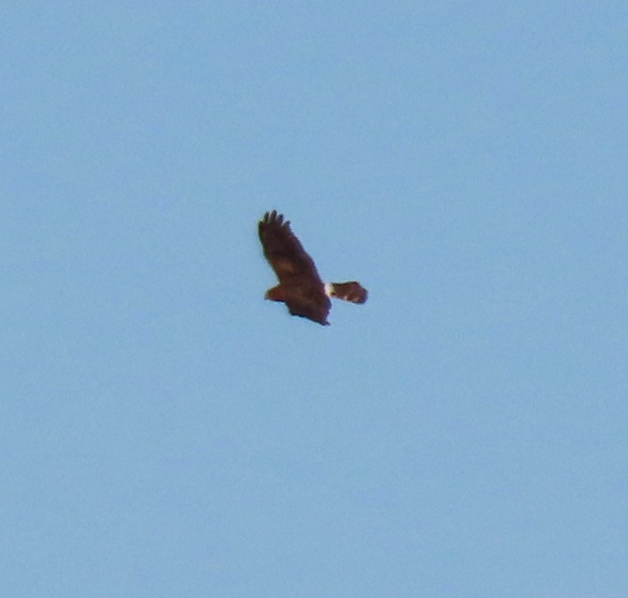 Northern Harrier - ML414024021