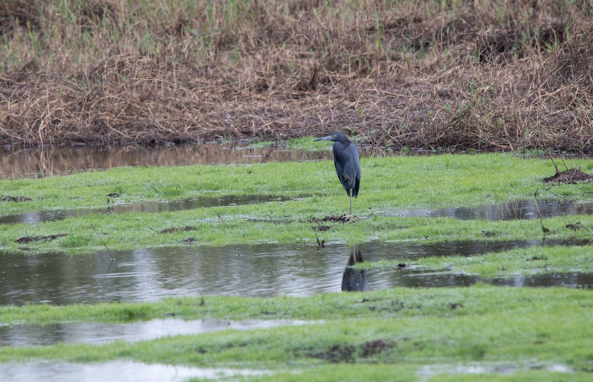 Little Blue Heron - ML414024681