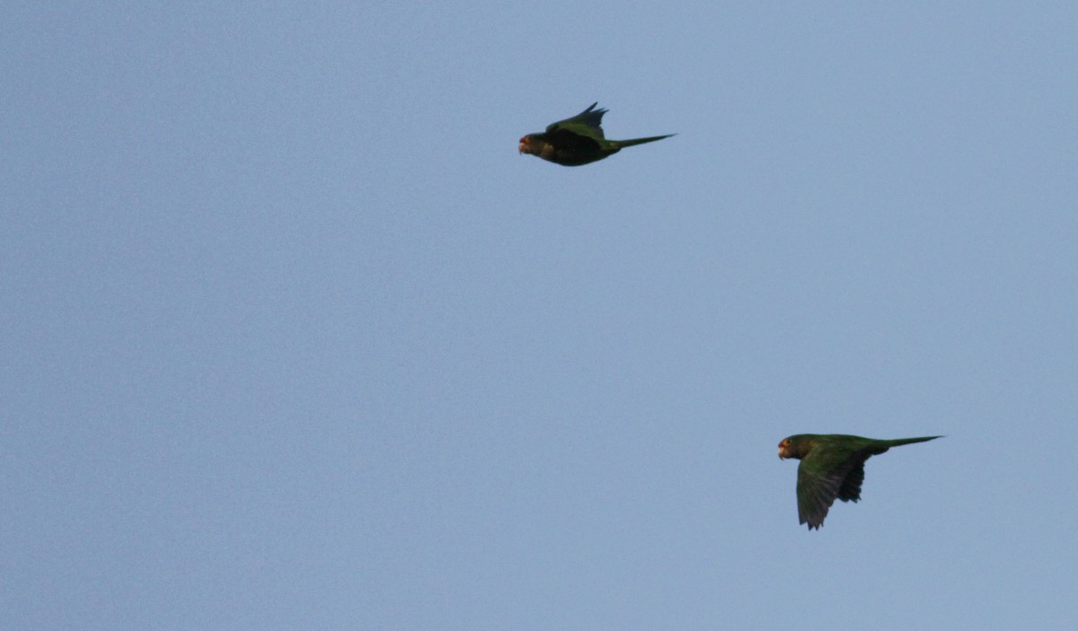 Orange-fronted Parakeet - ML41402511