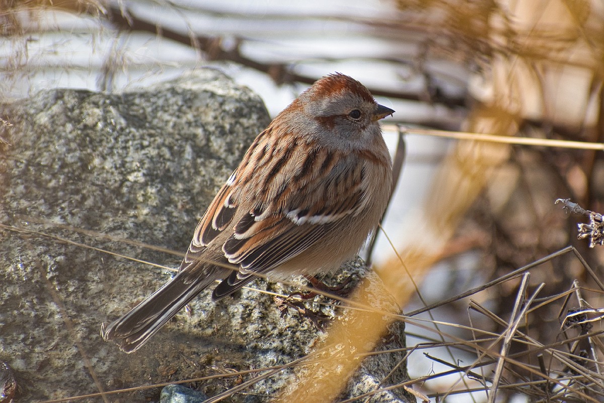 American Tree Sparrow - ML414025111