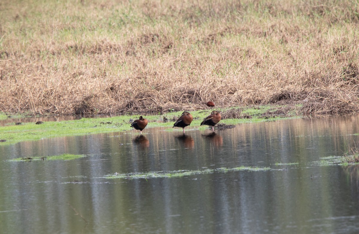 Black-bellied Whistling-Duck - ML414025151