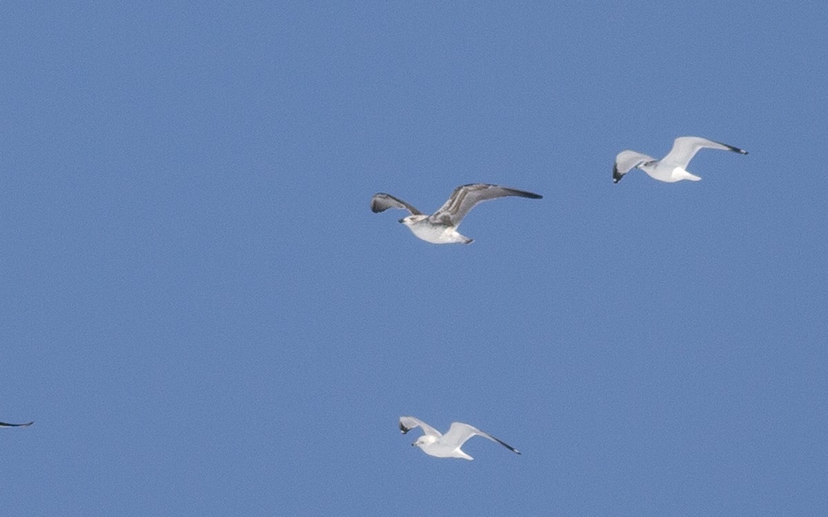 Gaviota Sombría - ML414025781