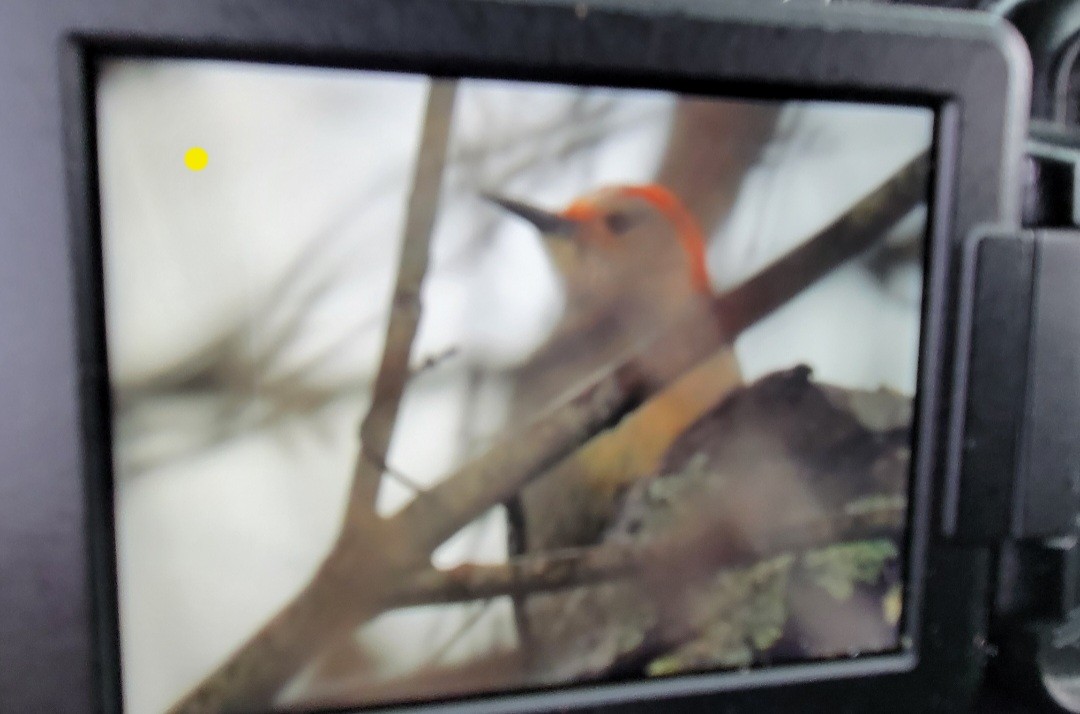 Red-bellied Woodpecker - Dan Furbish