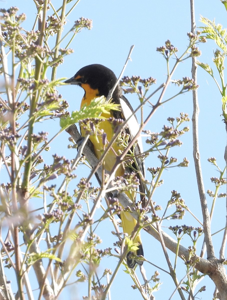 Black-backed Oriole - ML414026791