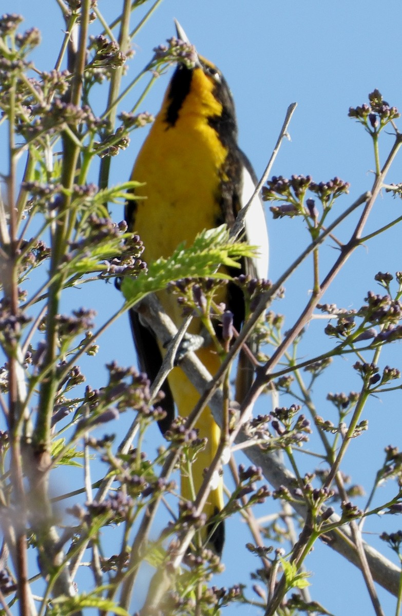 Black-backed Oriole - ML414026951