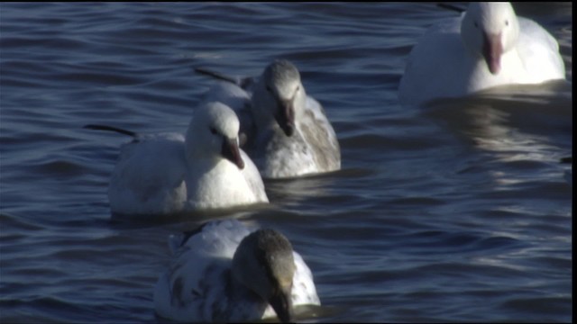 Ross's Goose - ML414027