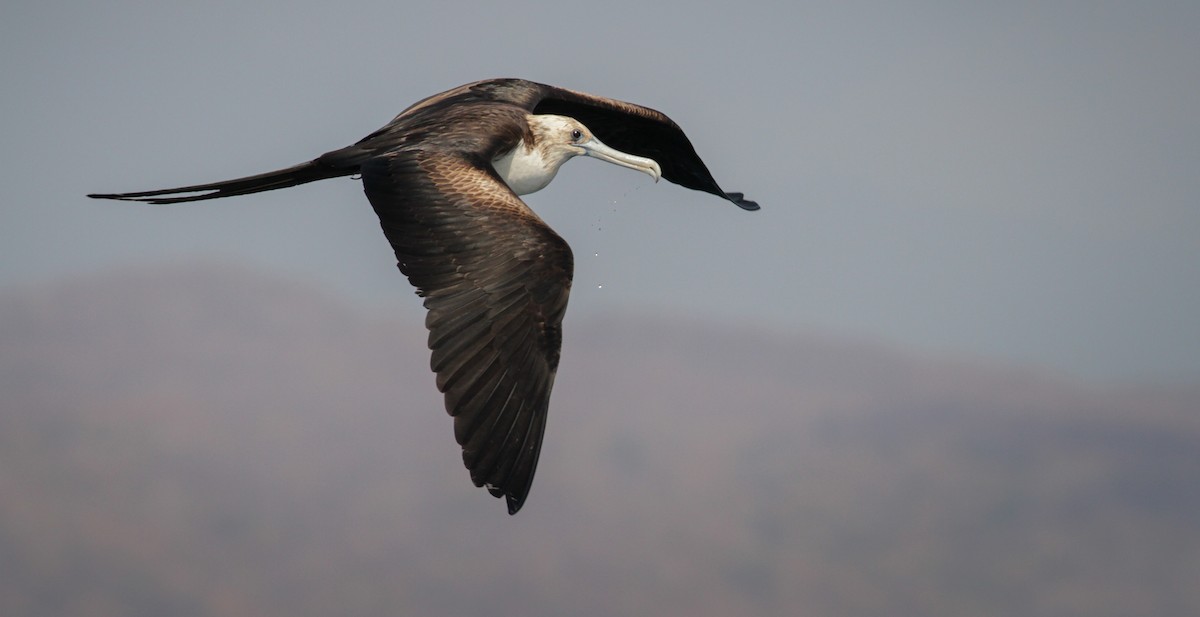 Frégate superbe - ML41402771