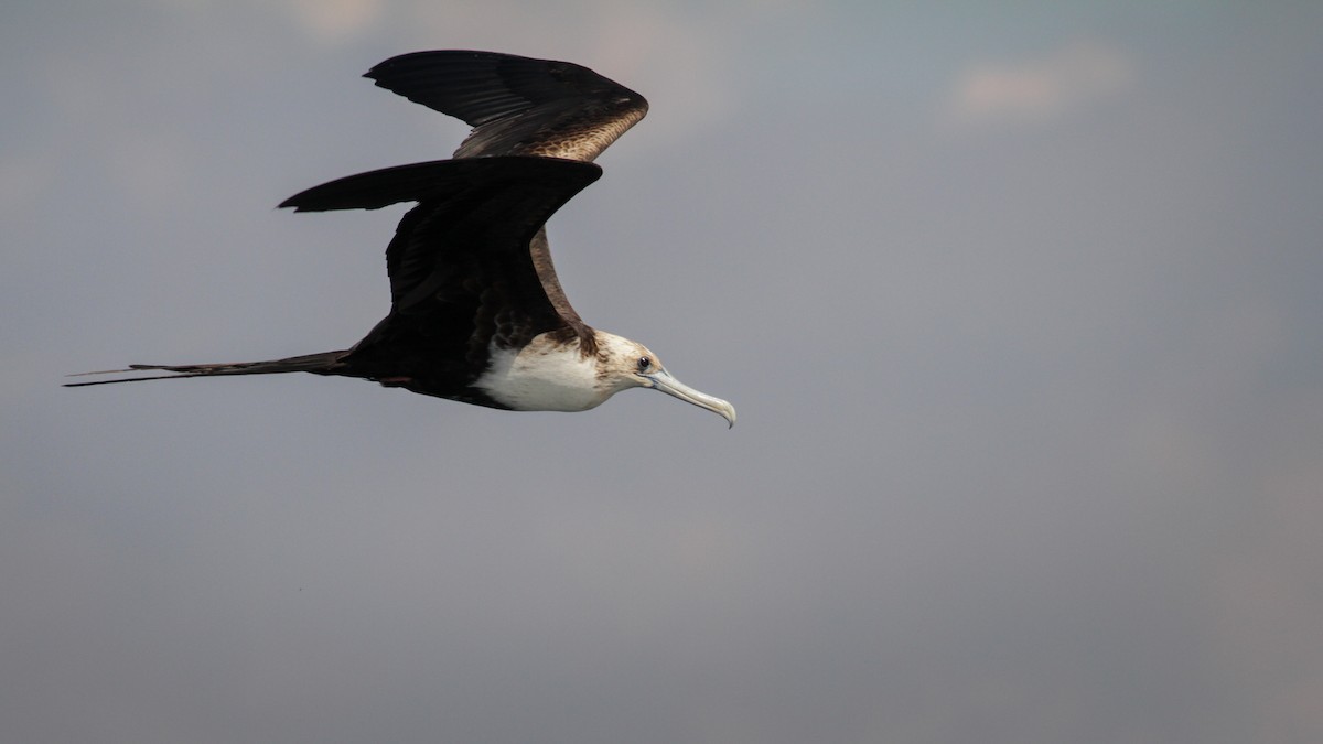 Magnificent Frigatebird - ML41402791