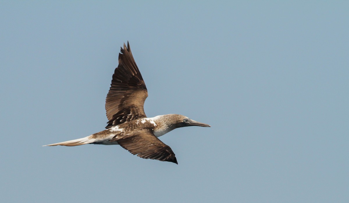 Blue-footed Booby - Ian Davies