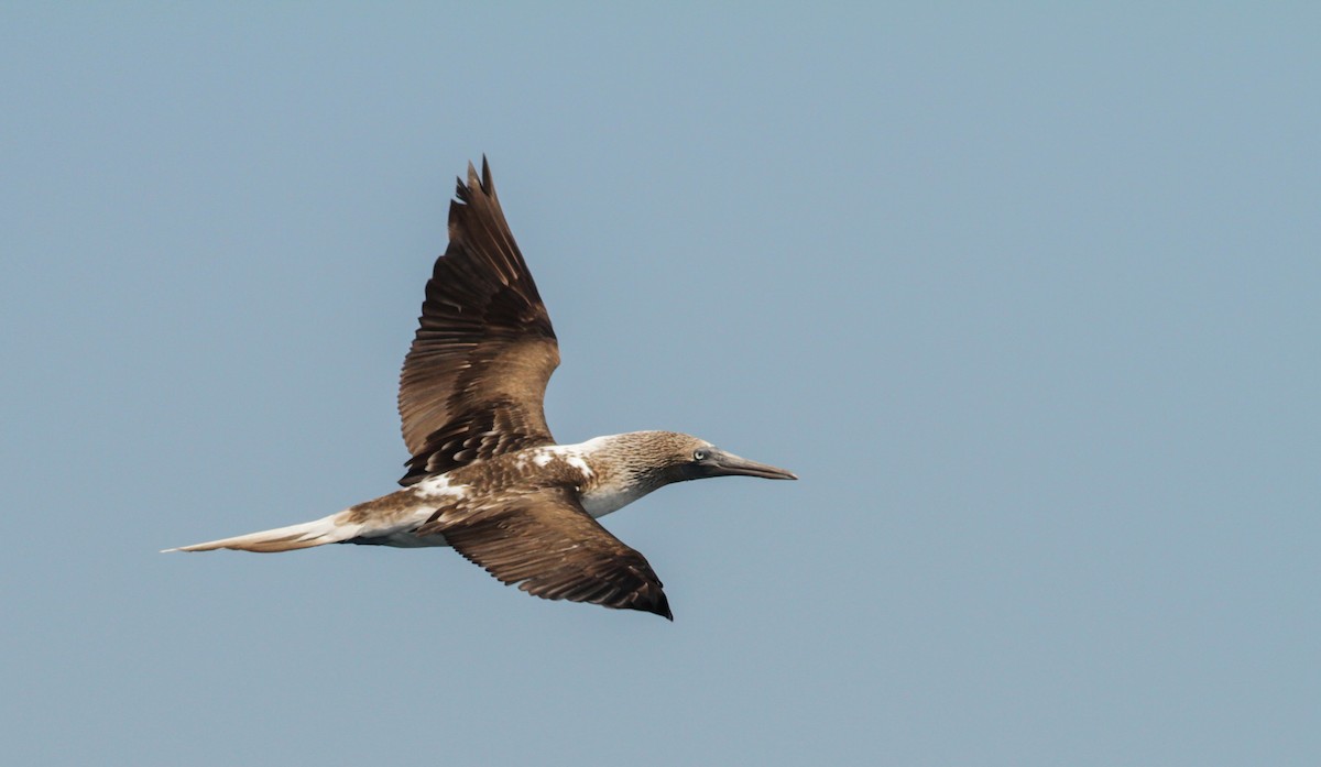 Blue-footed Booby - ML41402801