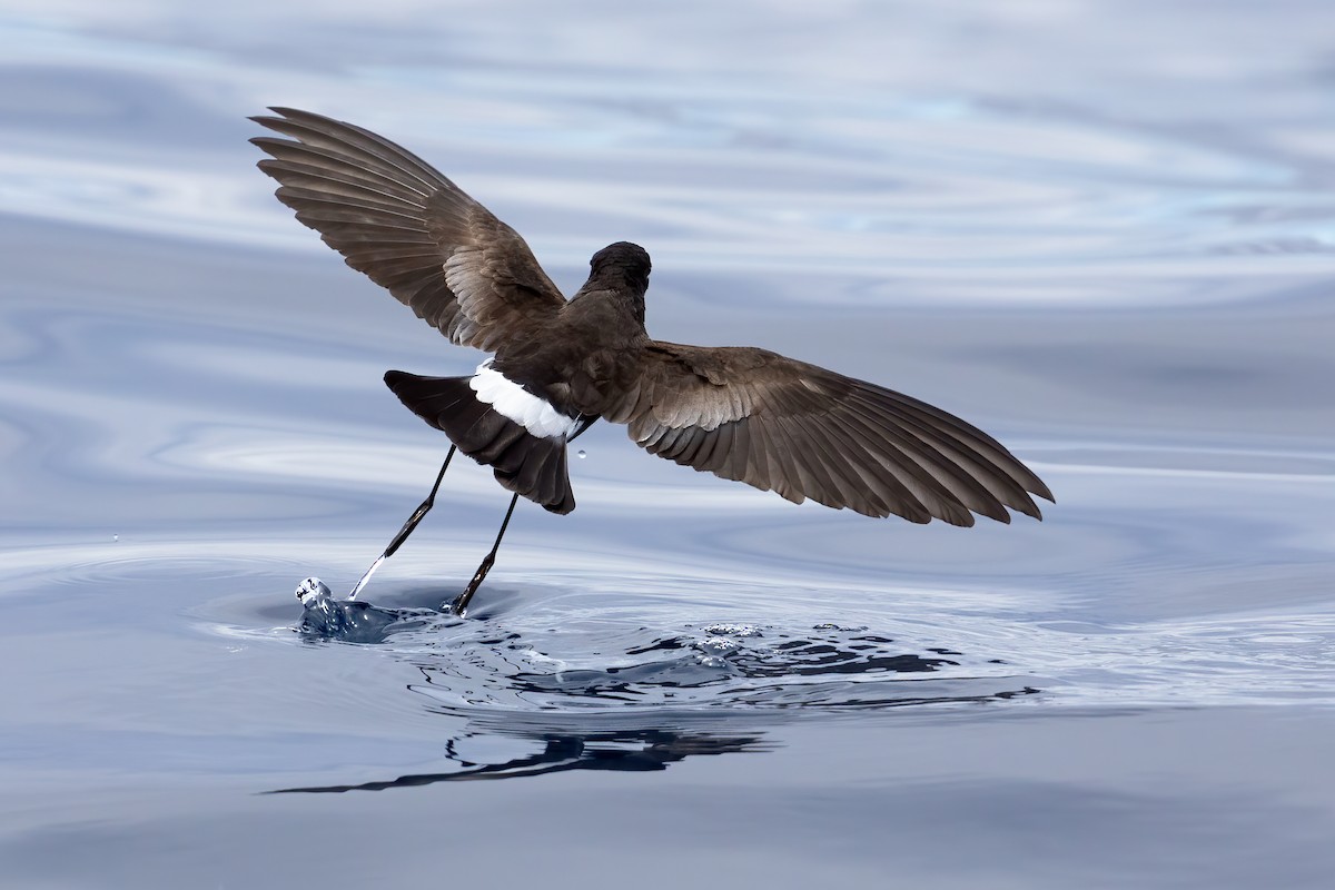 Wilson's Storm-Petrel - JJ Harrison