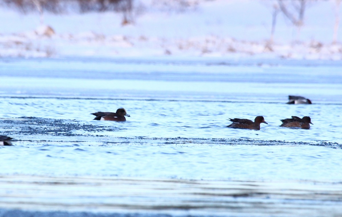 American Wigeon - ML414029031