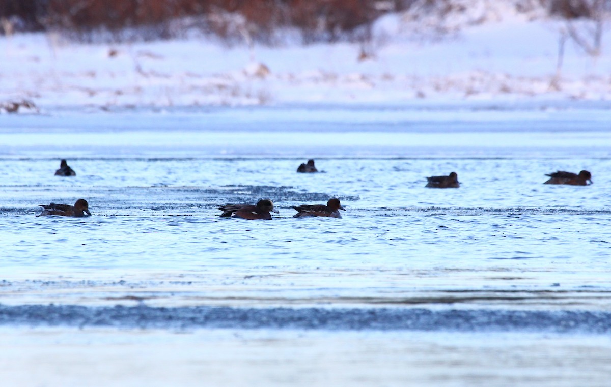 American Wigeon - ML414029081