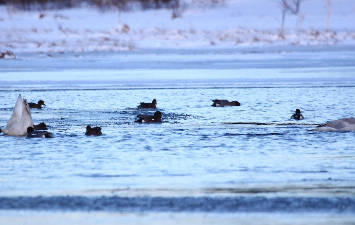 American Wigeon - ML414029091