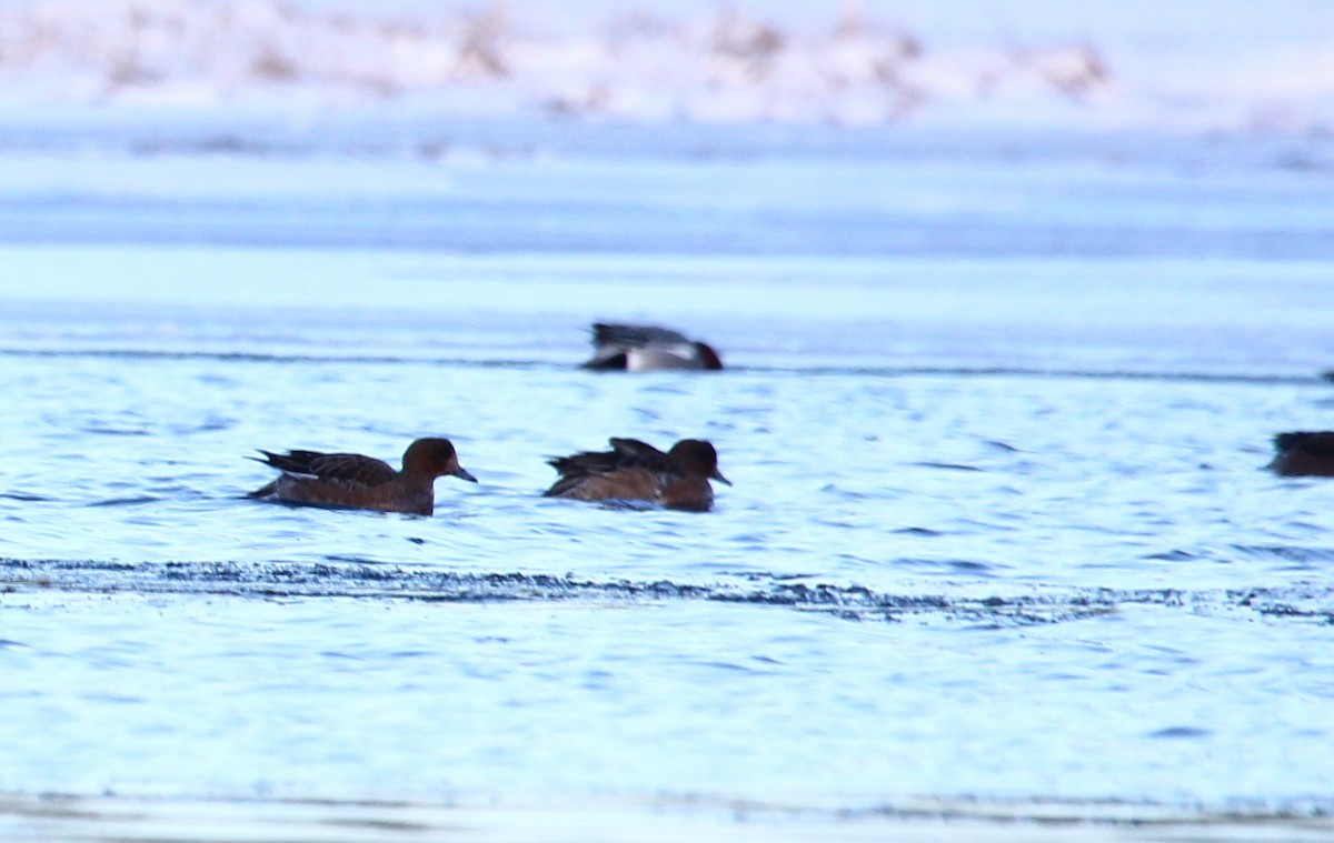 Eurasian Wigeon - ML414029121