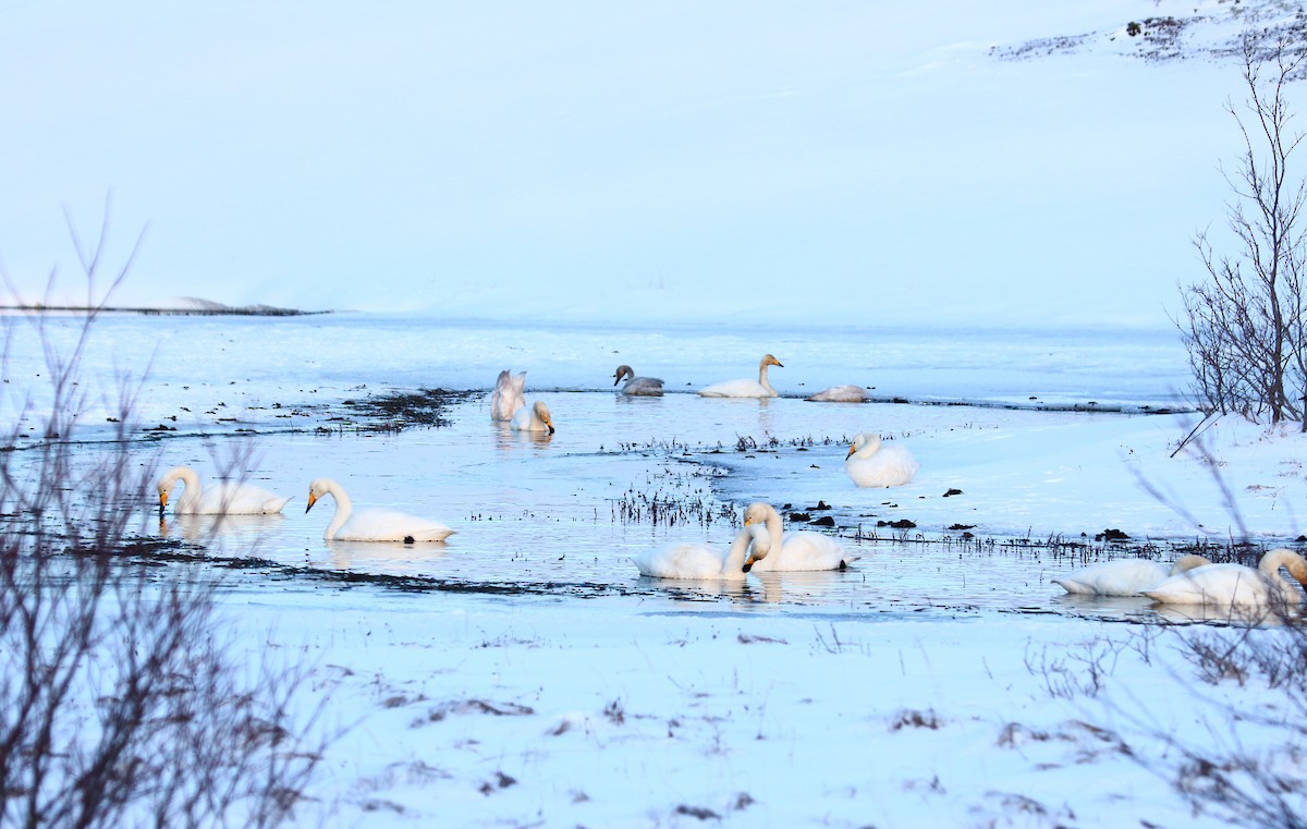 Whooper Swan - ML414029241